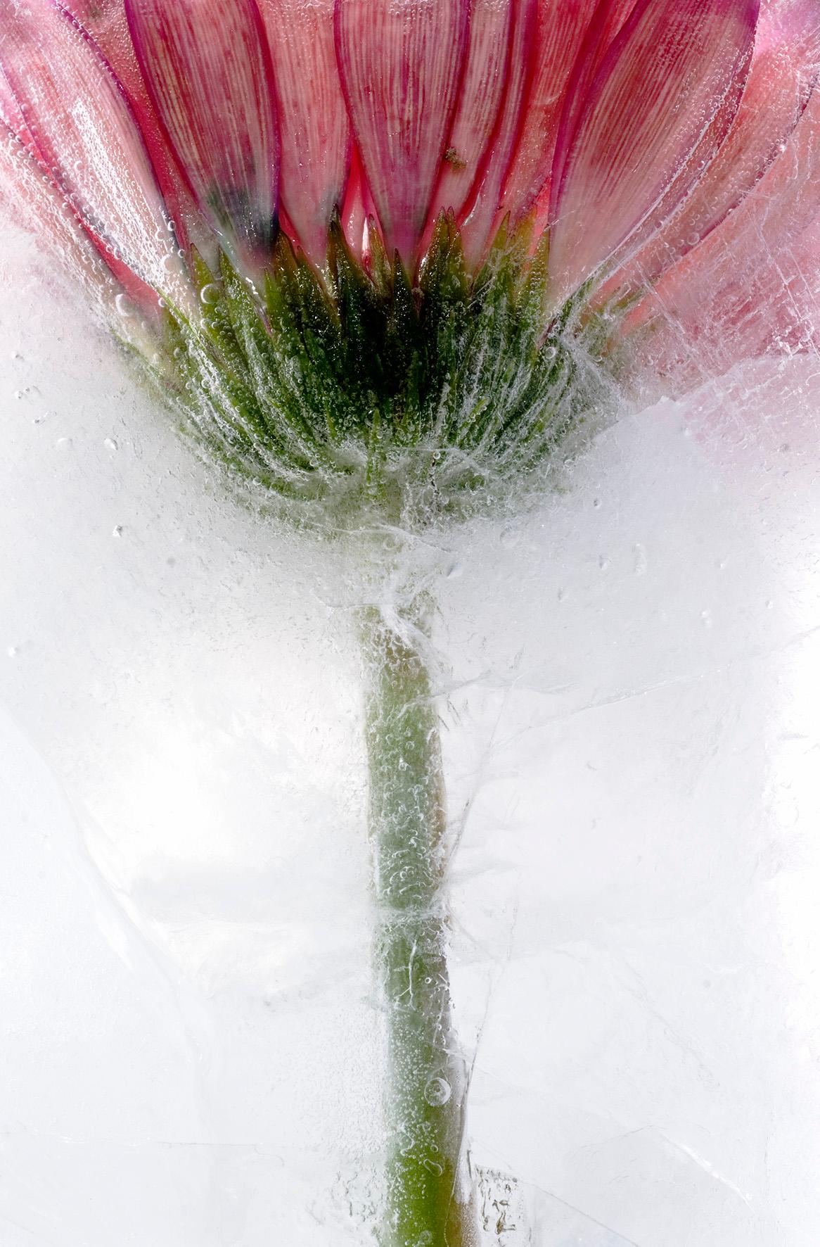 Isblommor/Ice flower