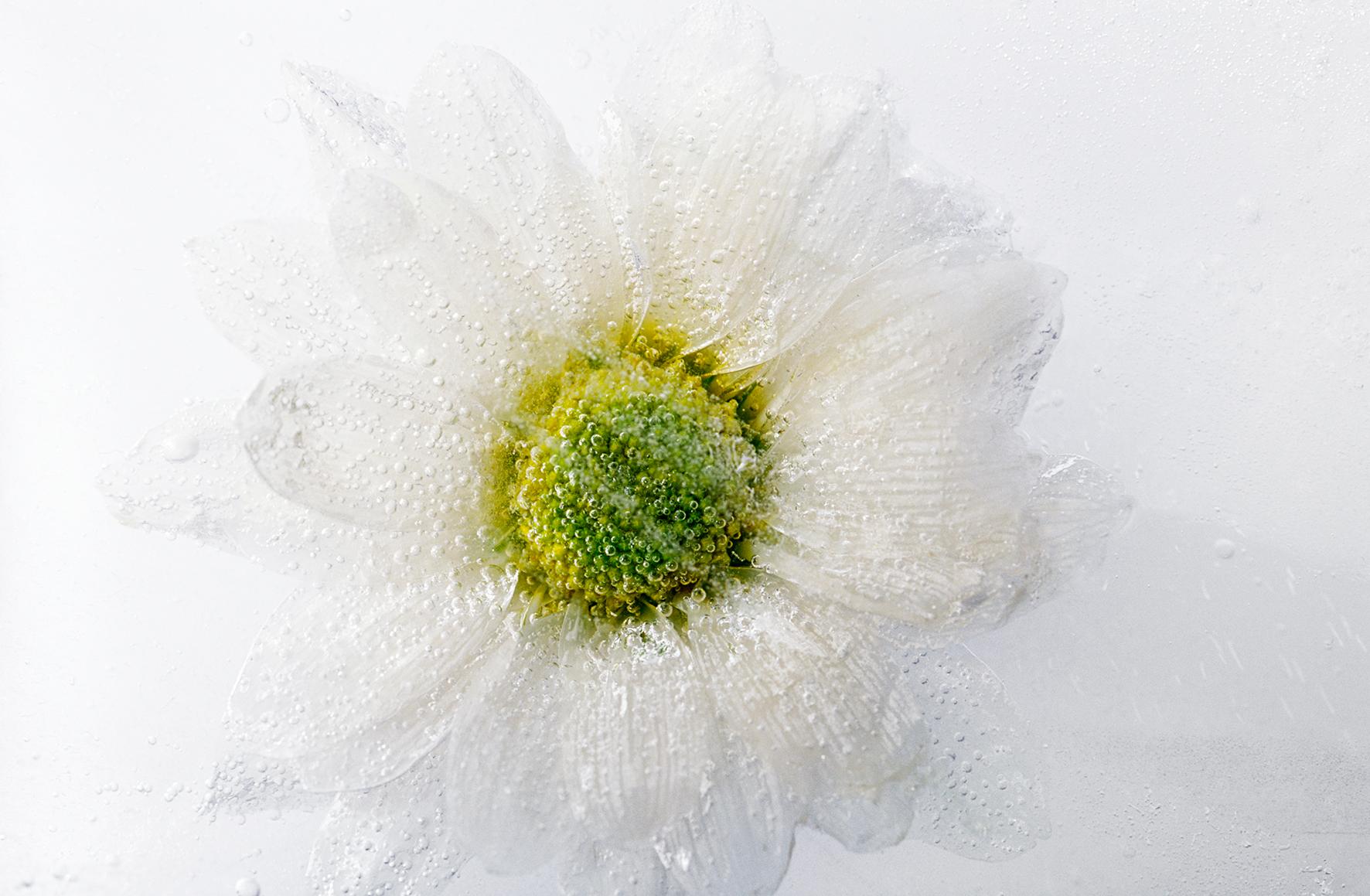 Isblommor/Ice flower