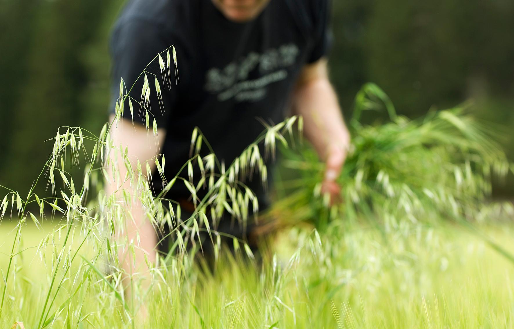 Mungabonden under 25 år/Munga-farmer under 25 year