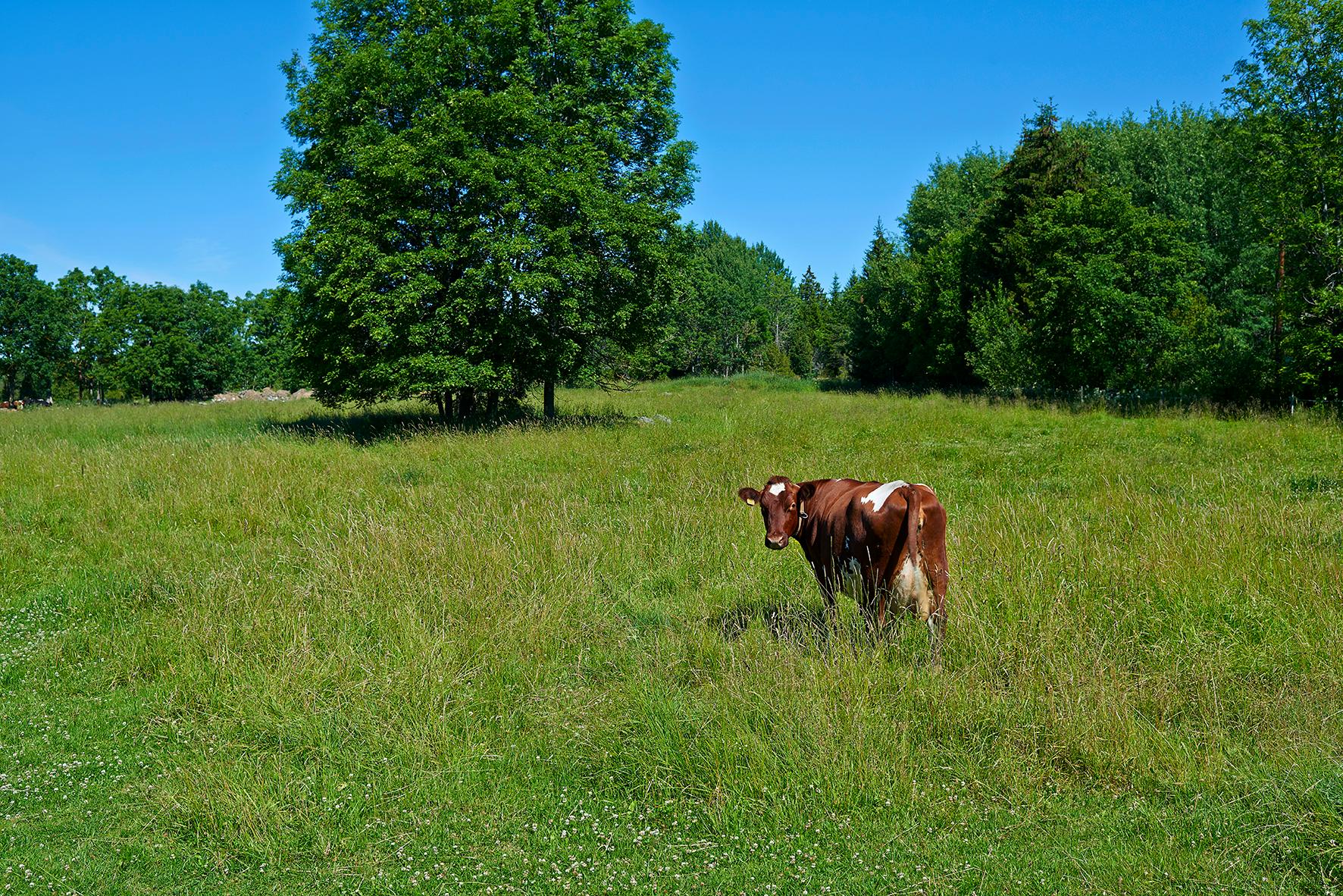 Landskap/landscape