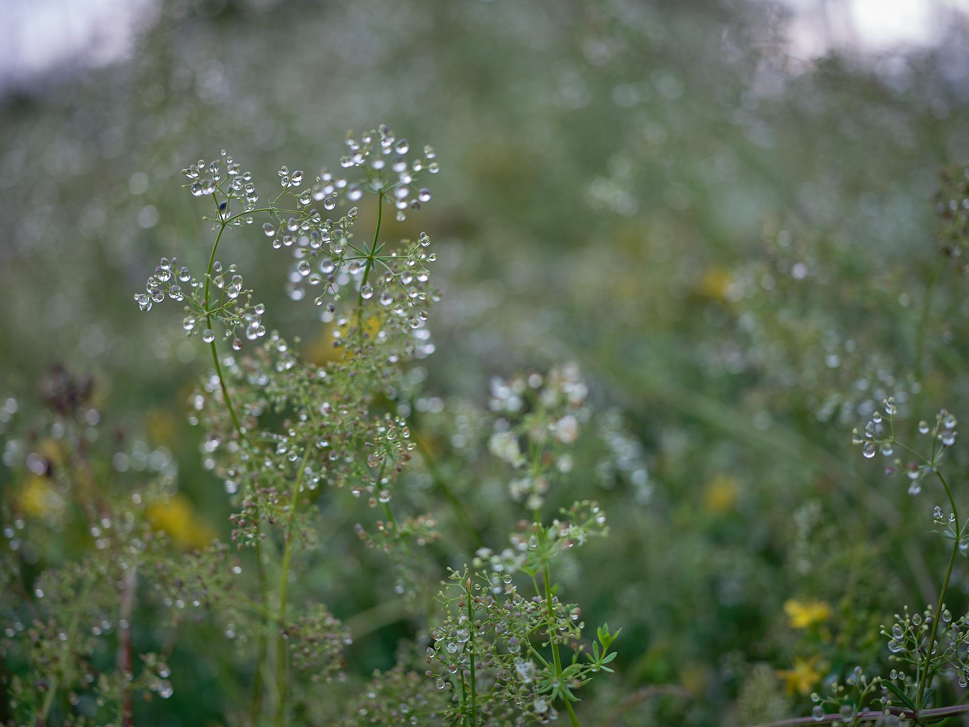 Summer Meadow