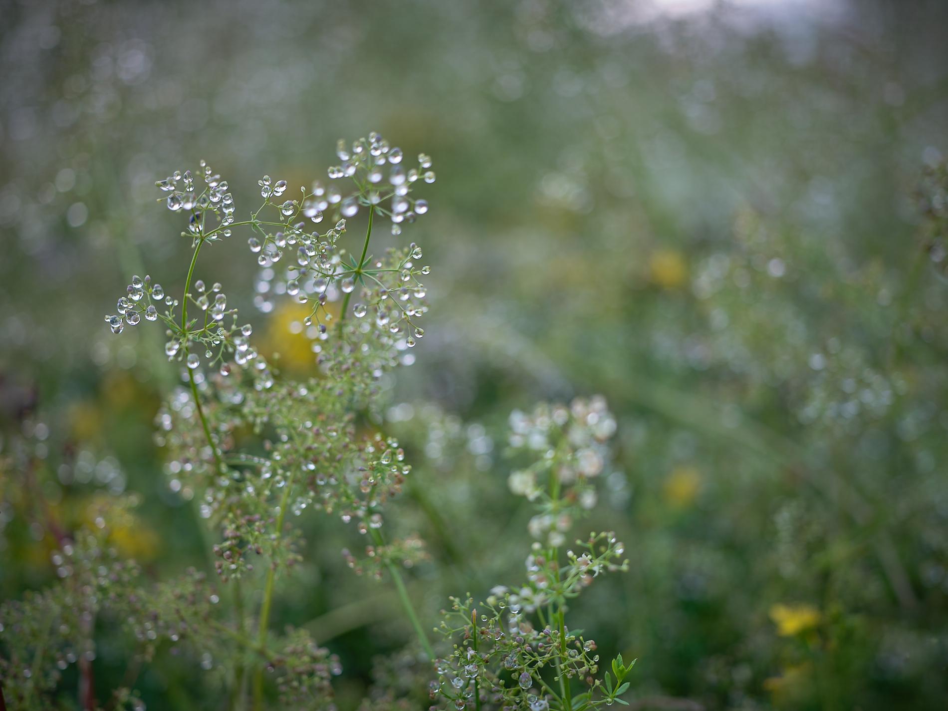 Summer Meadow