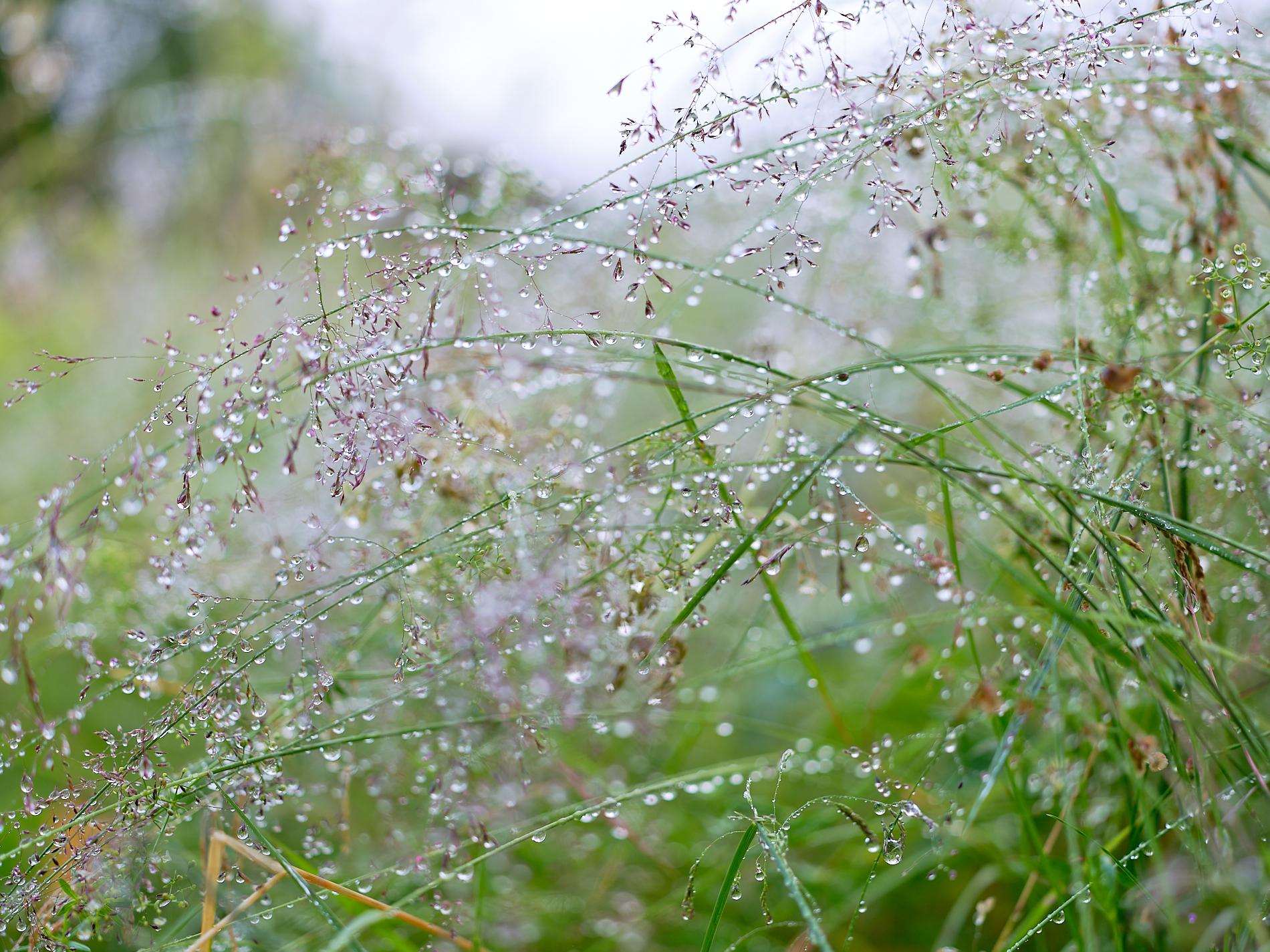 Summer Meadow