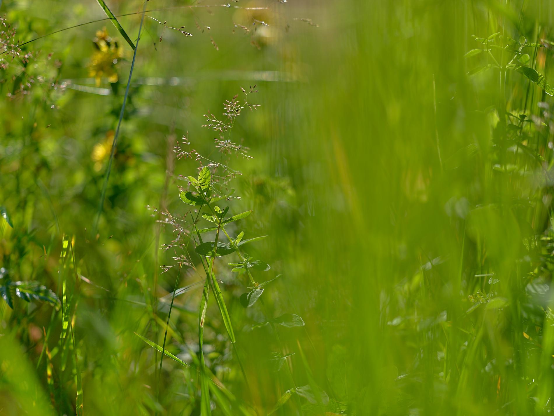 Summer Meadow