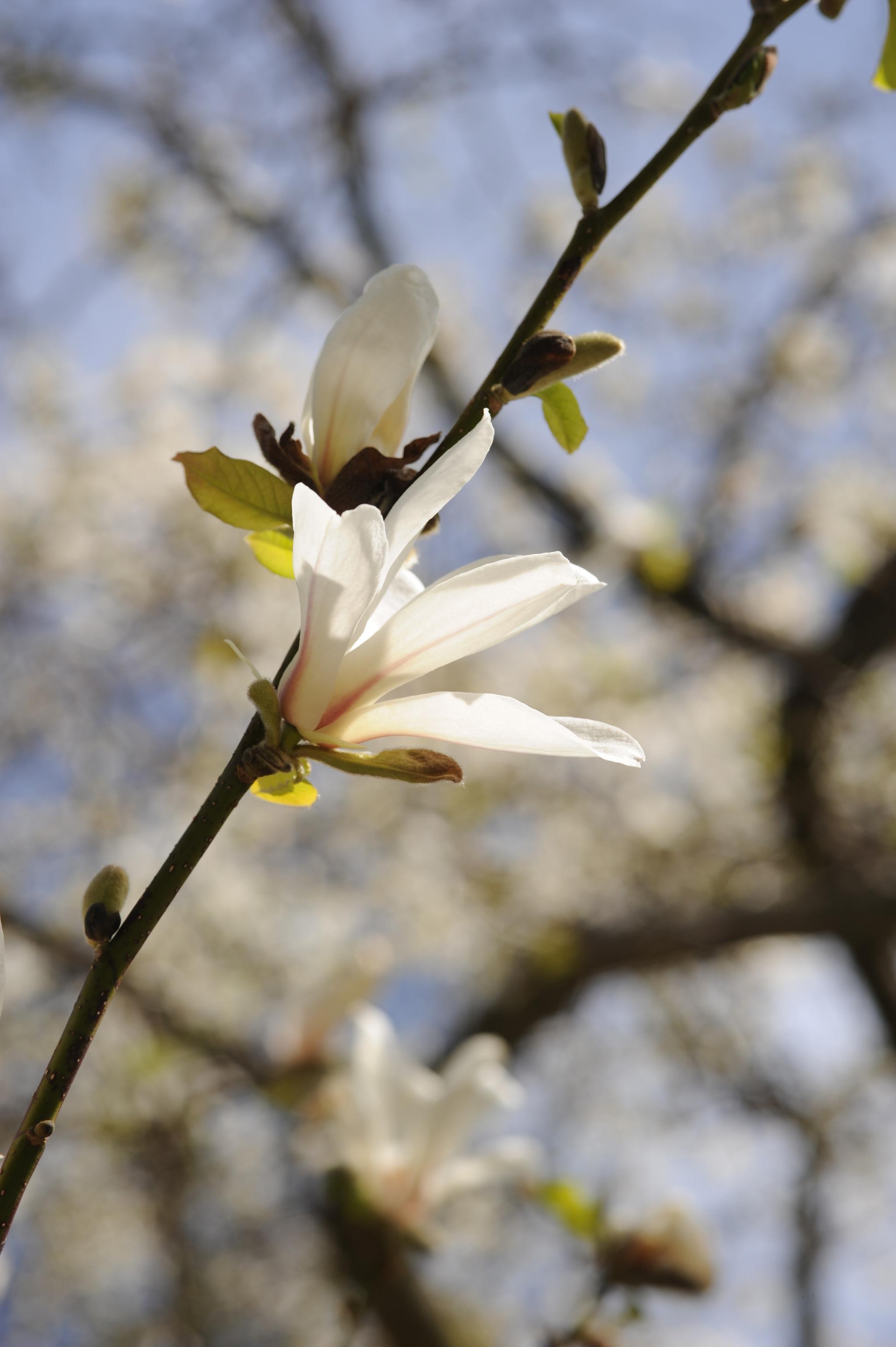 Blommor och blader