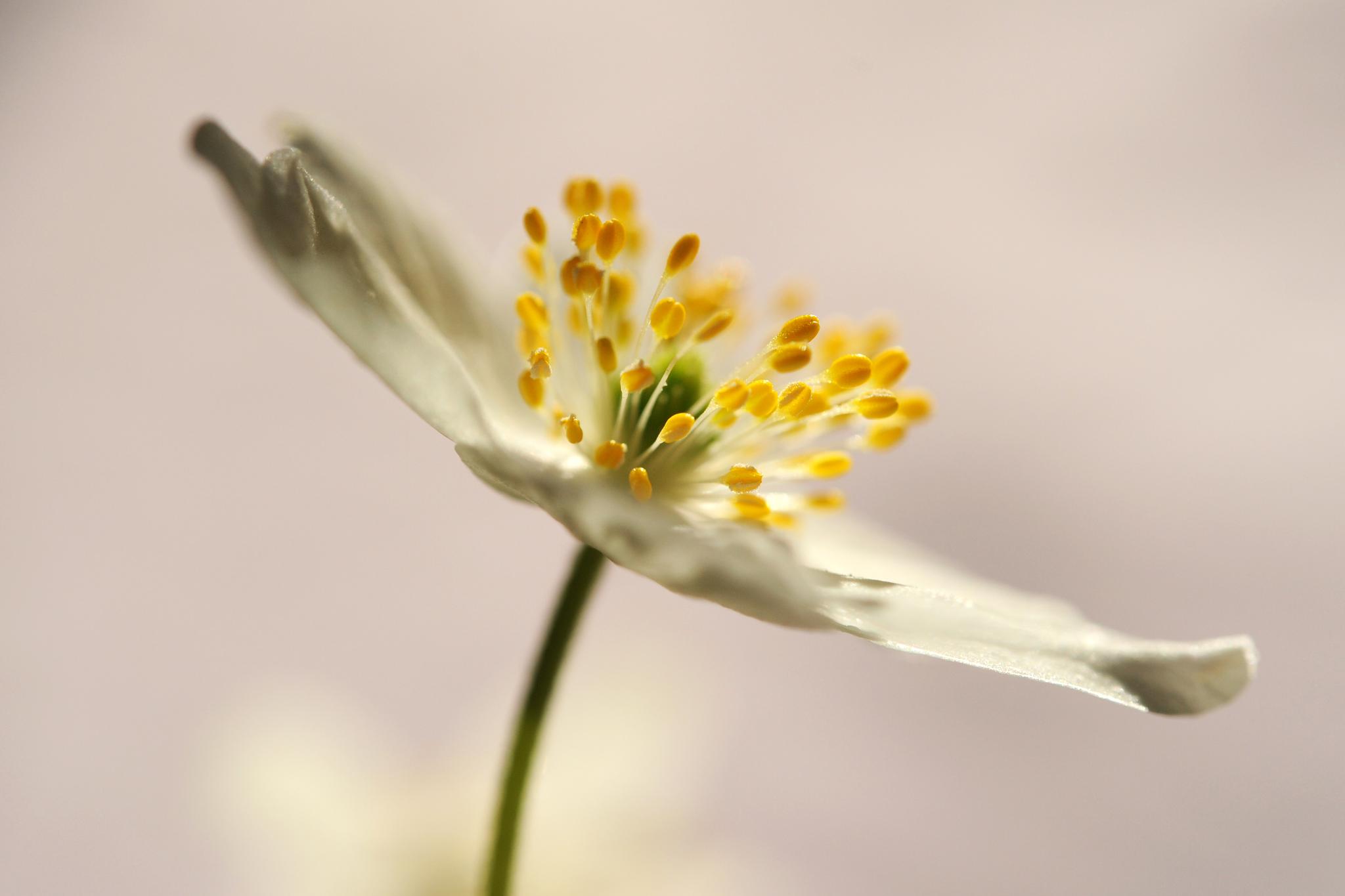 Blommor och blader