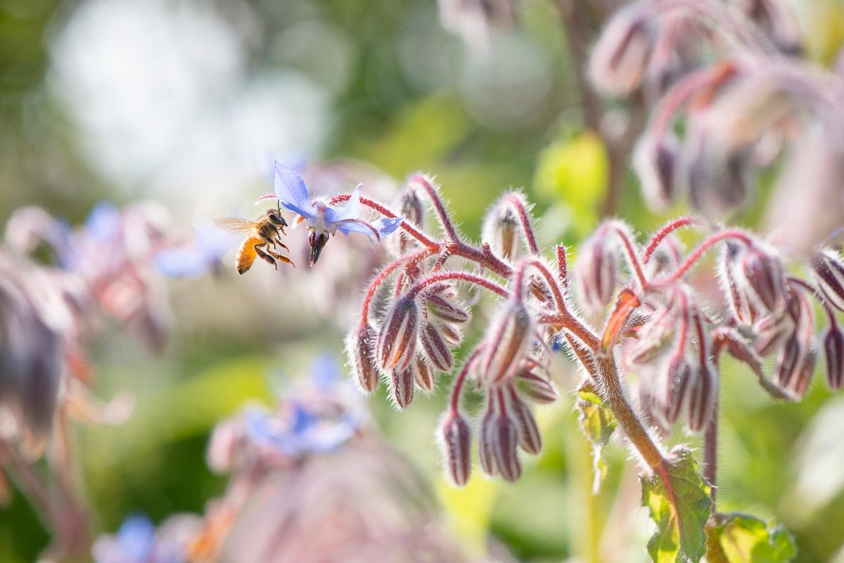 Blomstermat