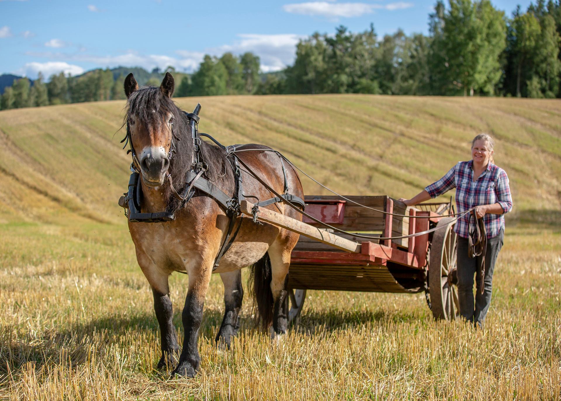 Boken Hästar och hästfolk