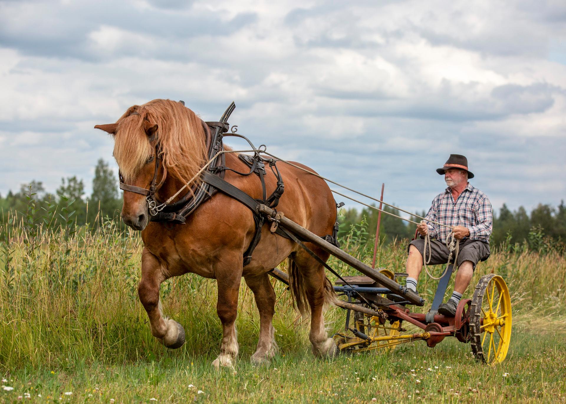 Boken Hästar och hästfolk