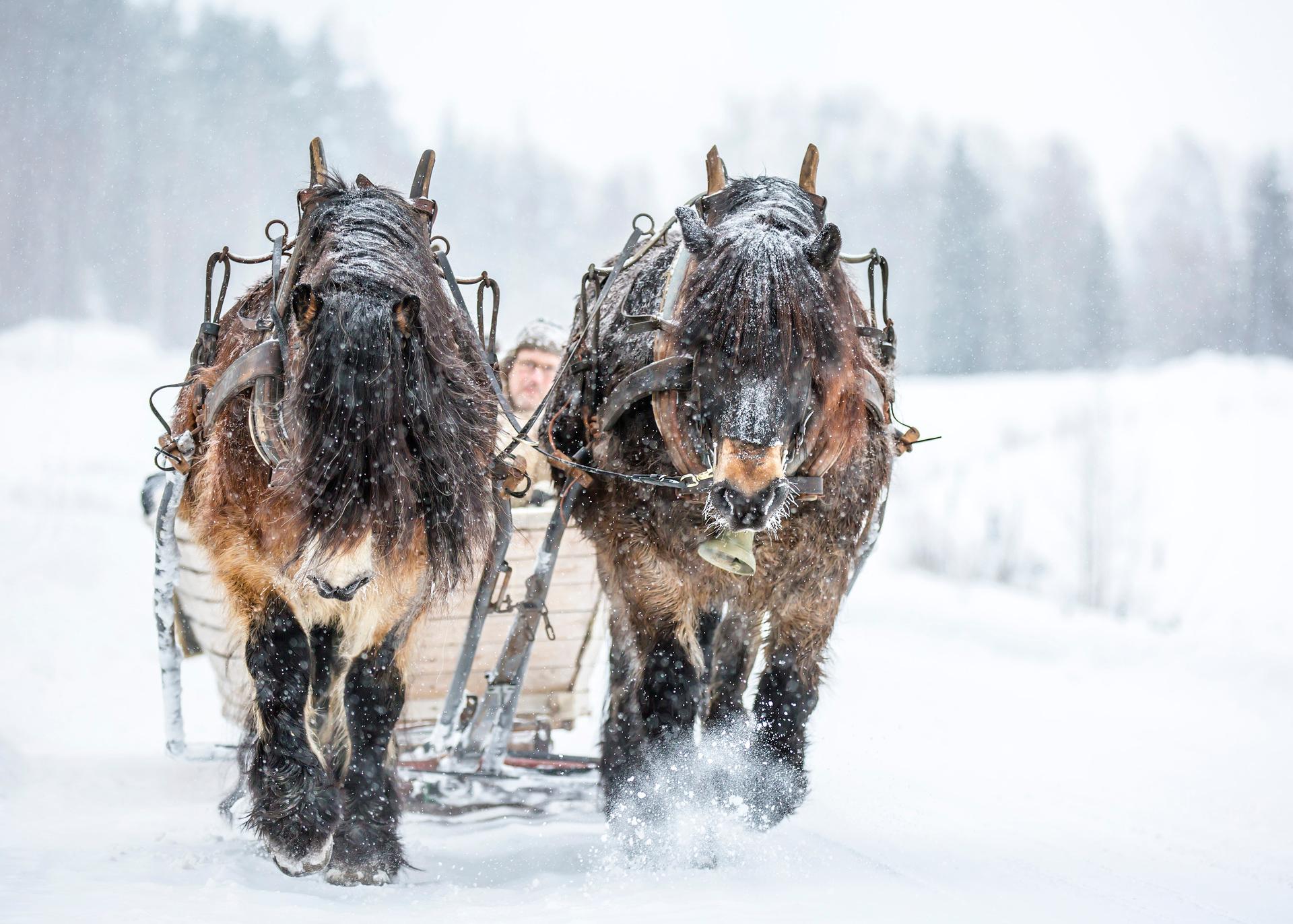 Boken Hästar och hästfolk