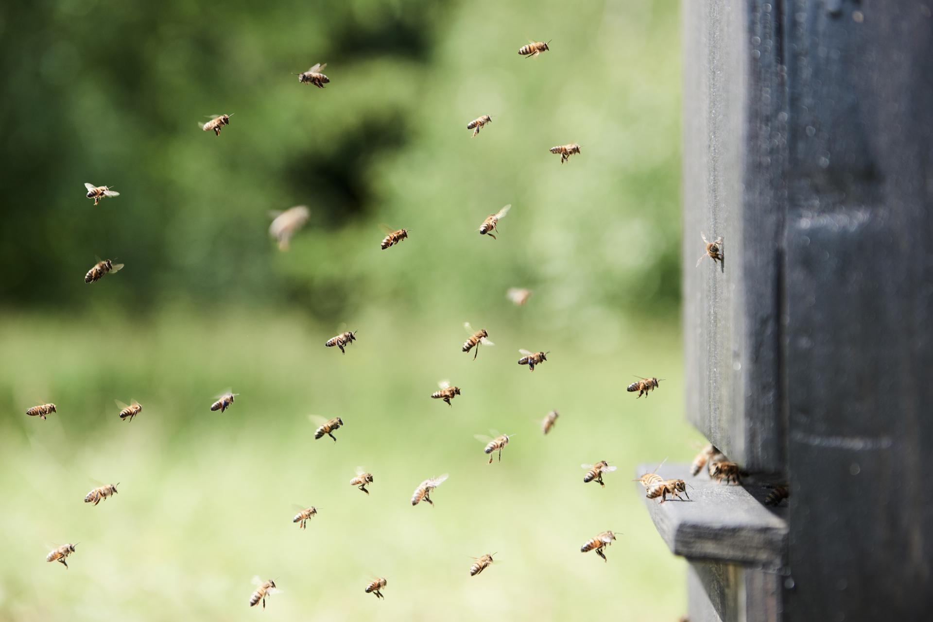 Monument to the Honeybee