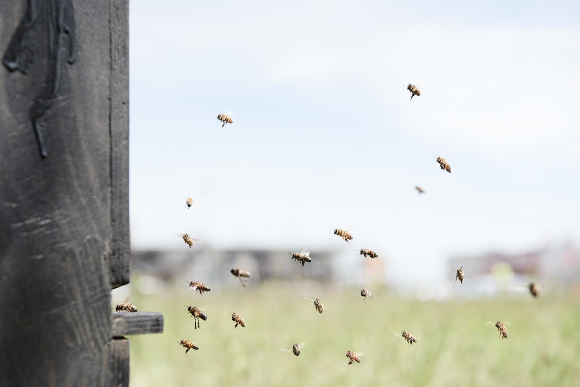 Monument to the Honeybee