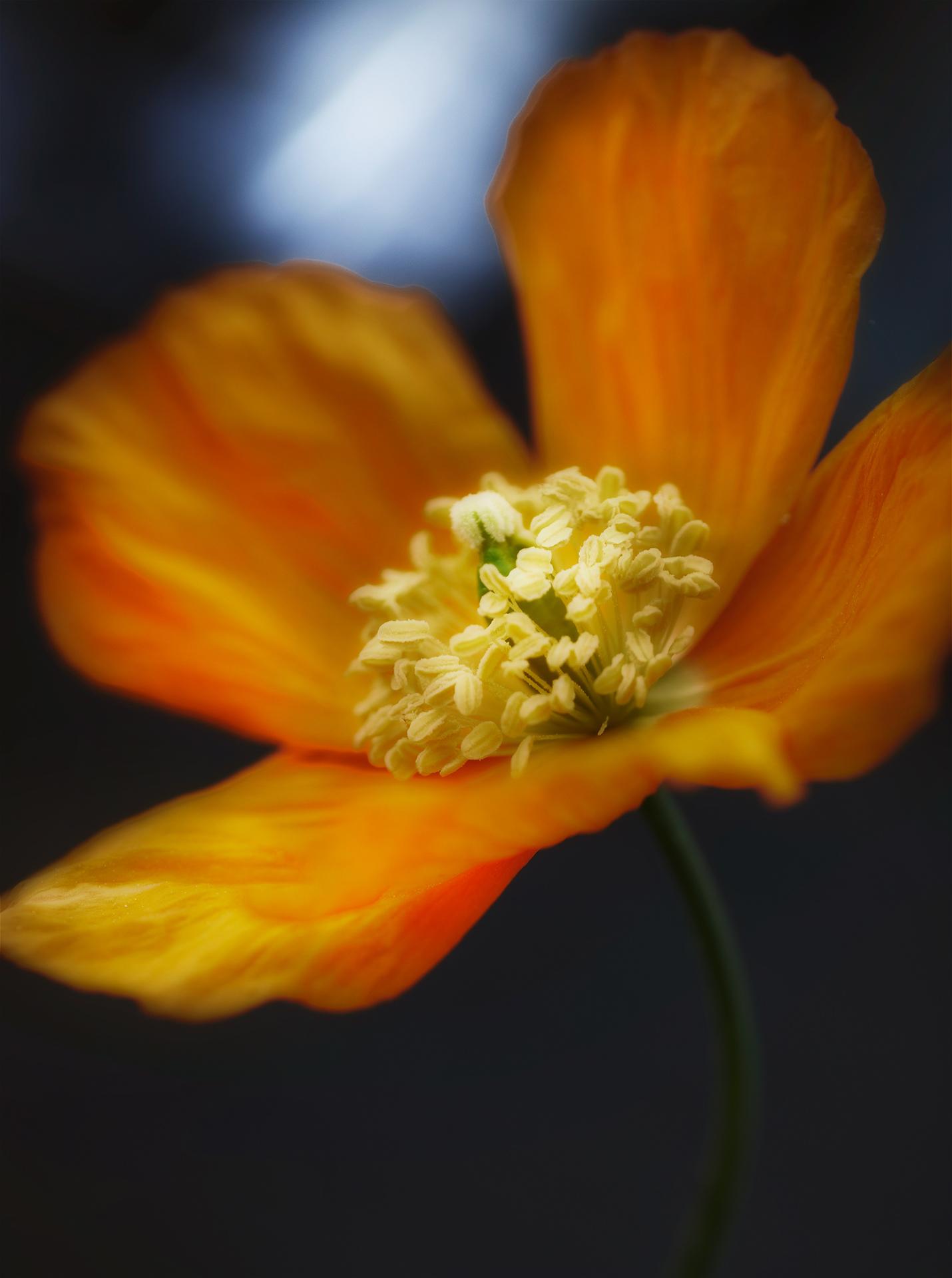 Natur/Flower/Landscape