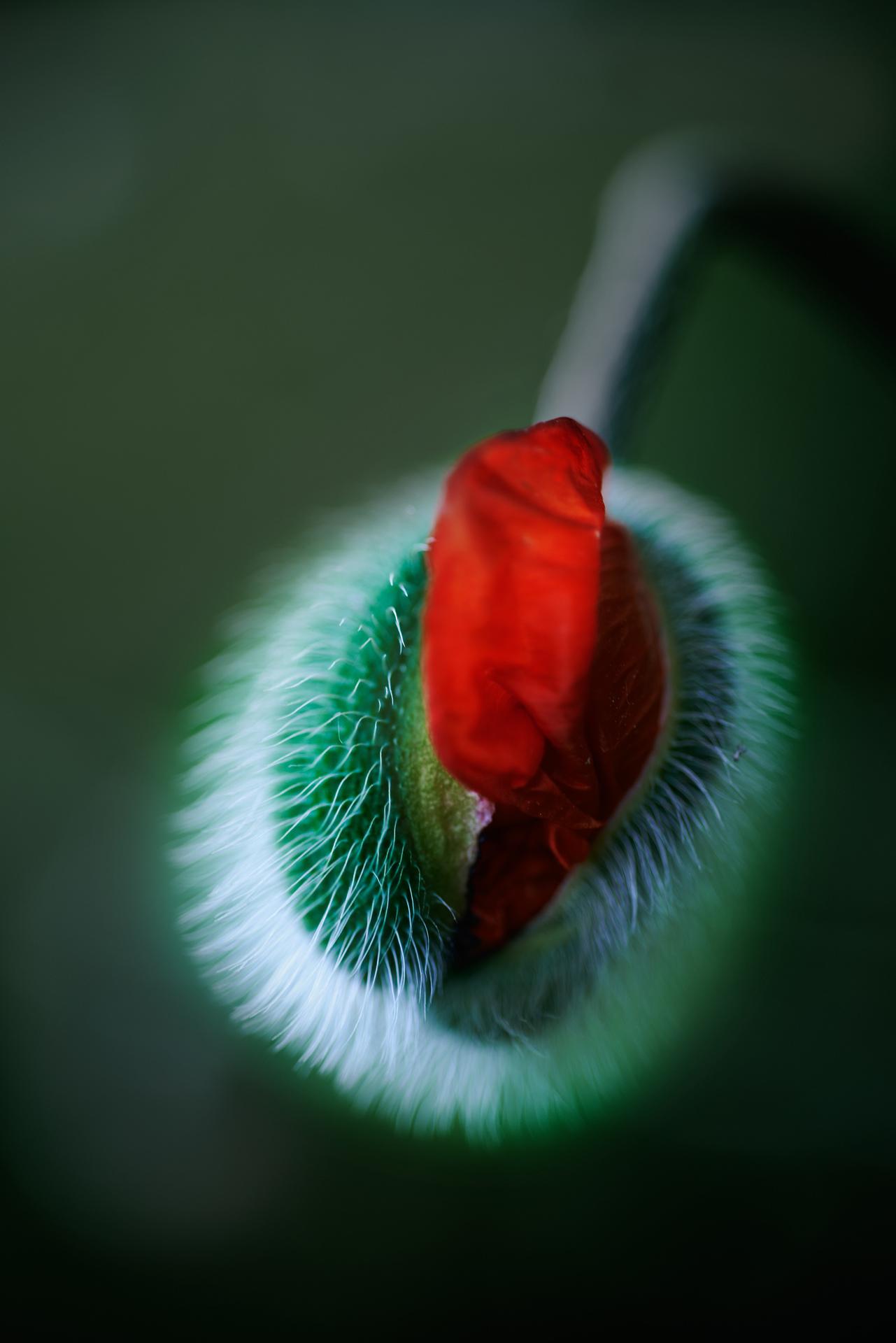 Natur/Flower/Landscape