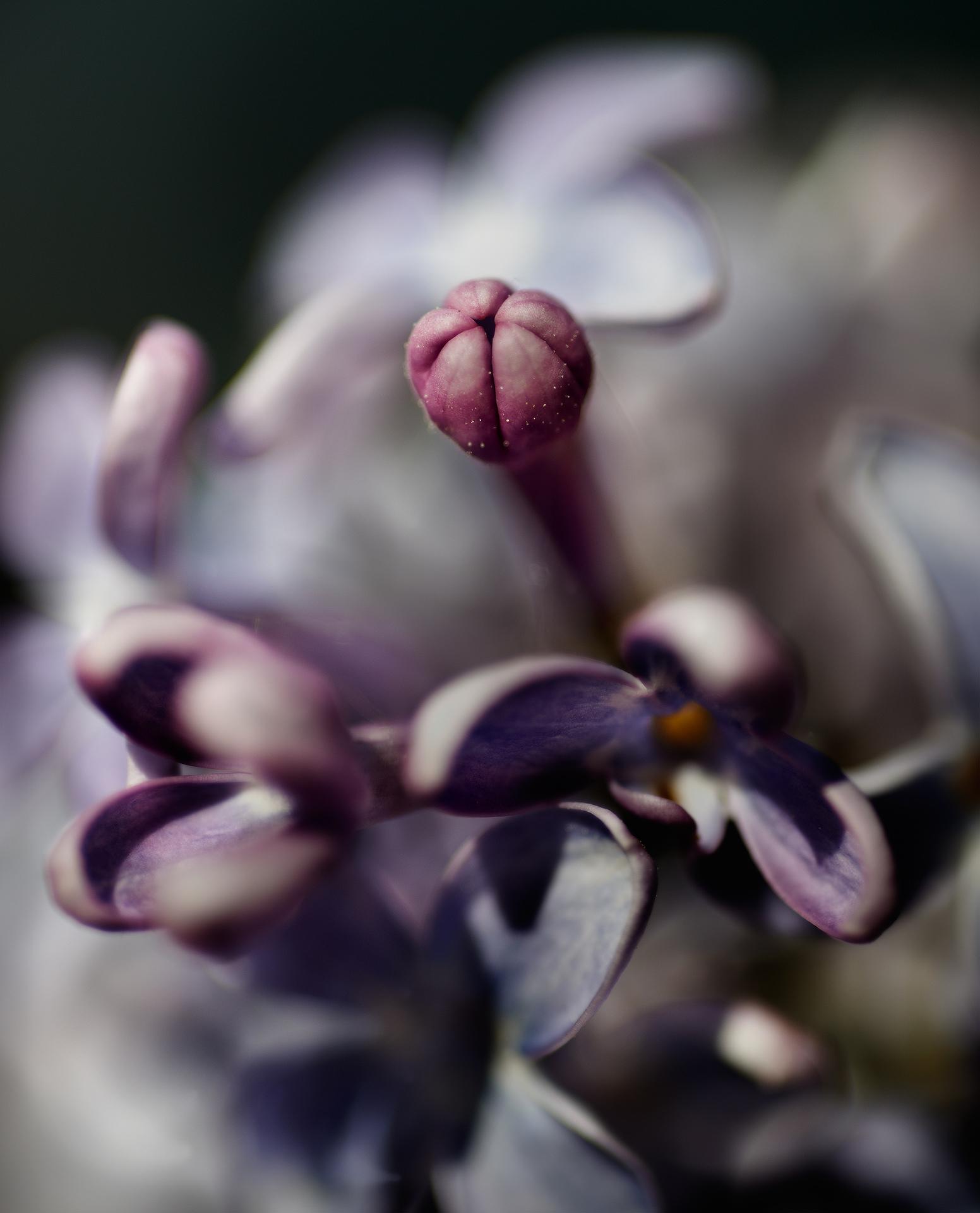 Natur/Flower/Landscape