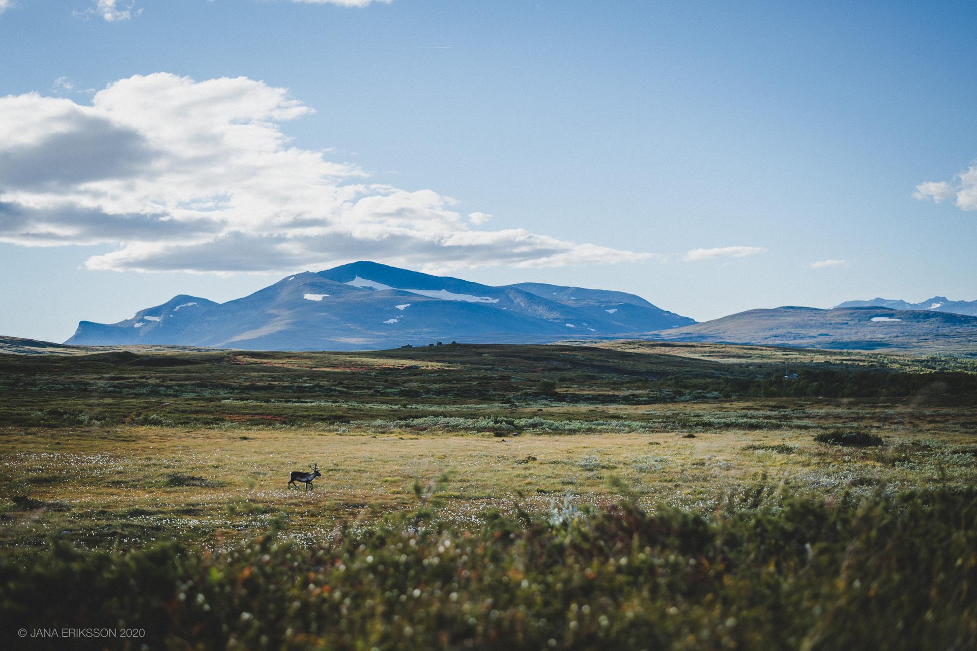 Fjäll & vildmarksledare – Malung