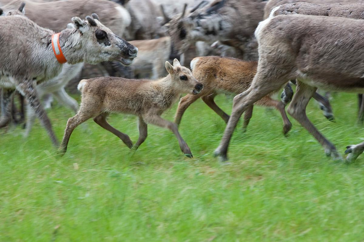 Norrbottniska liv ensligt belägna.