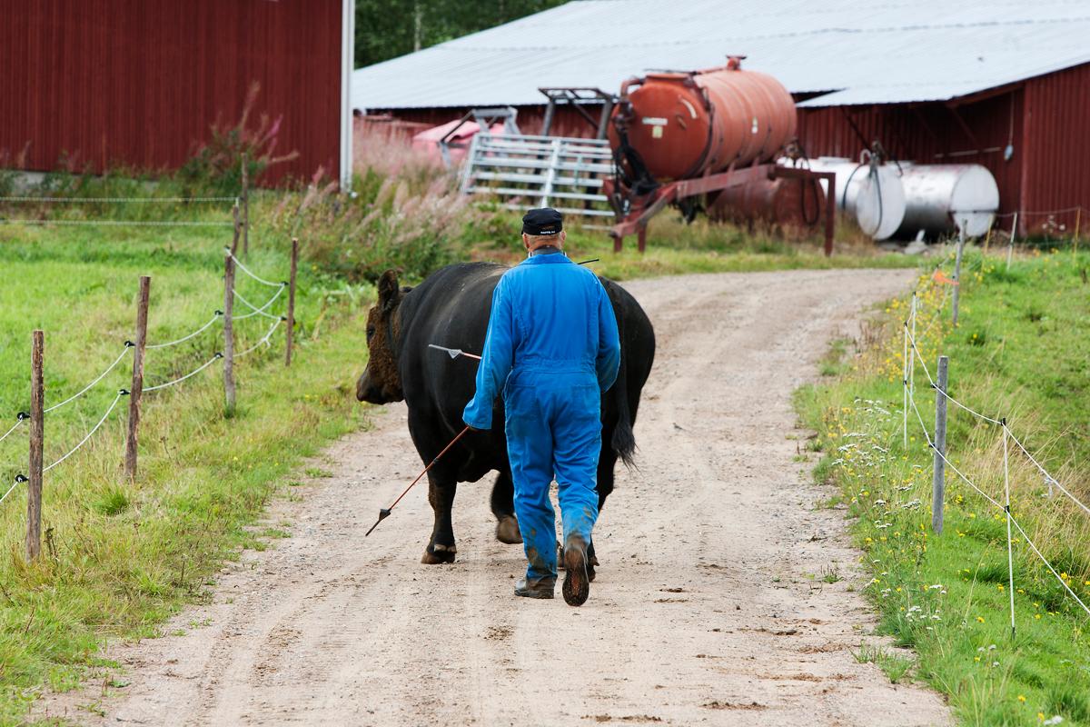 Norrbottniska liv ensligt belägna.