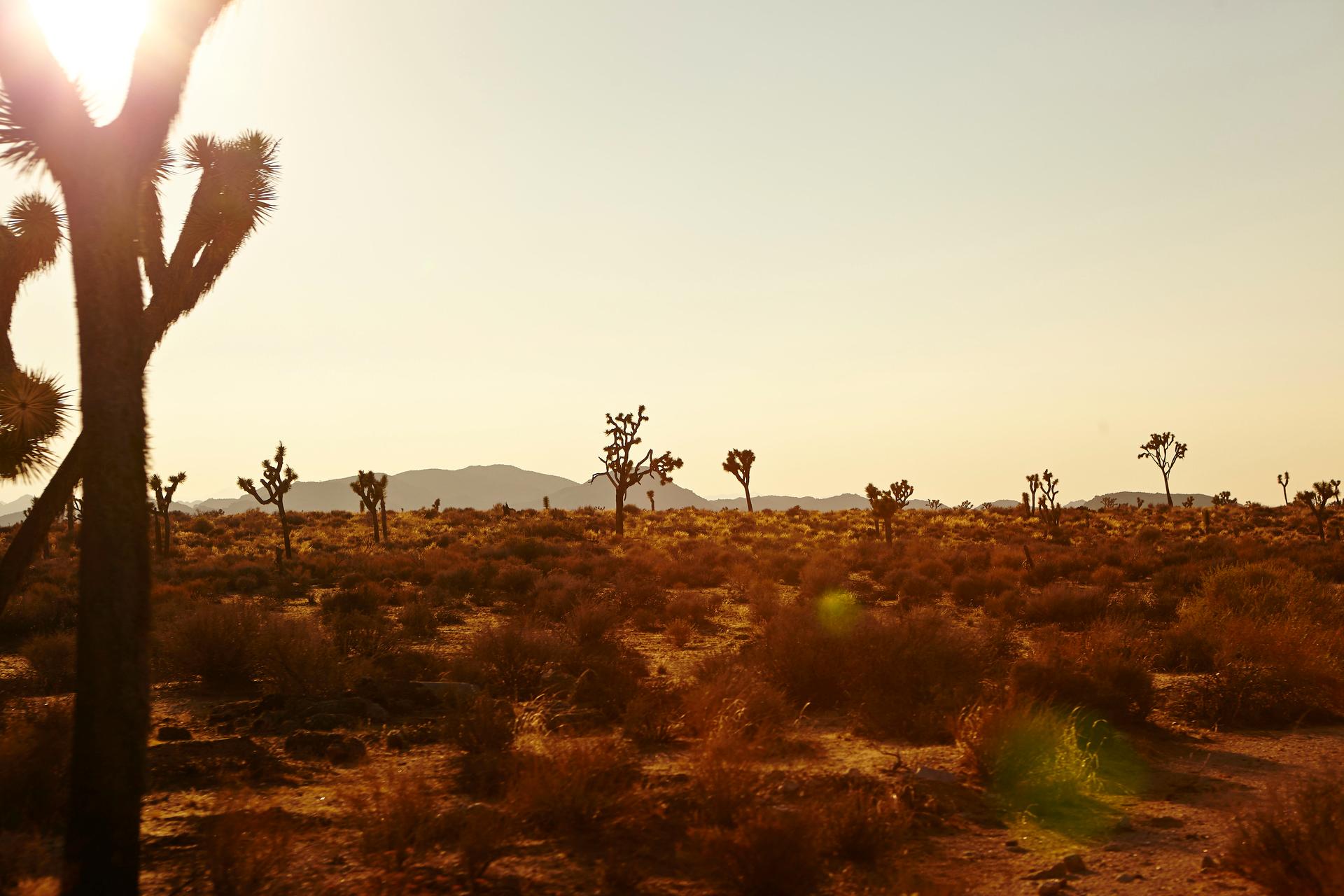 American landscapes