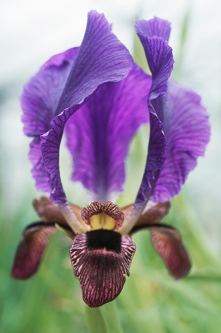 Iris