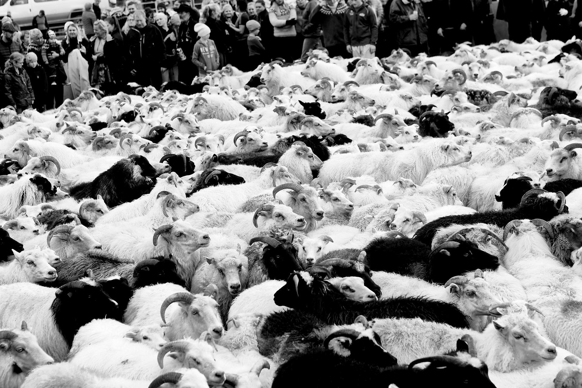 Sheep Farmers Iceland