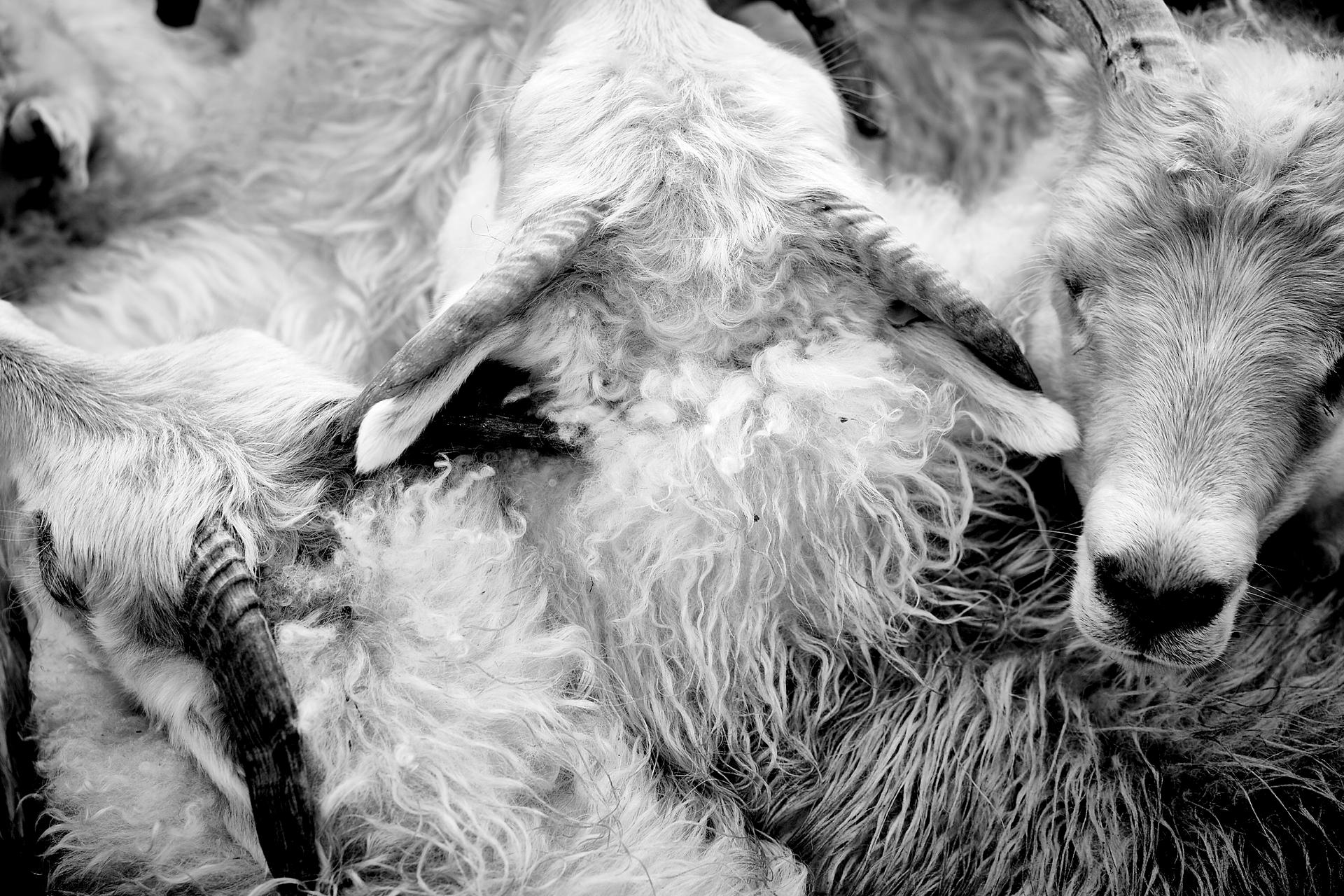 Sheep Farmers Iceland