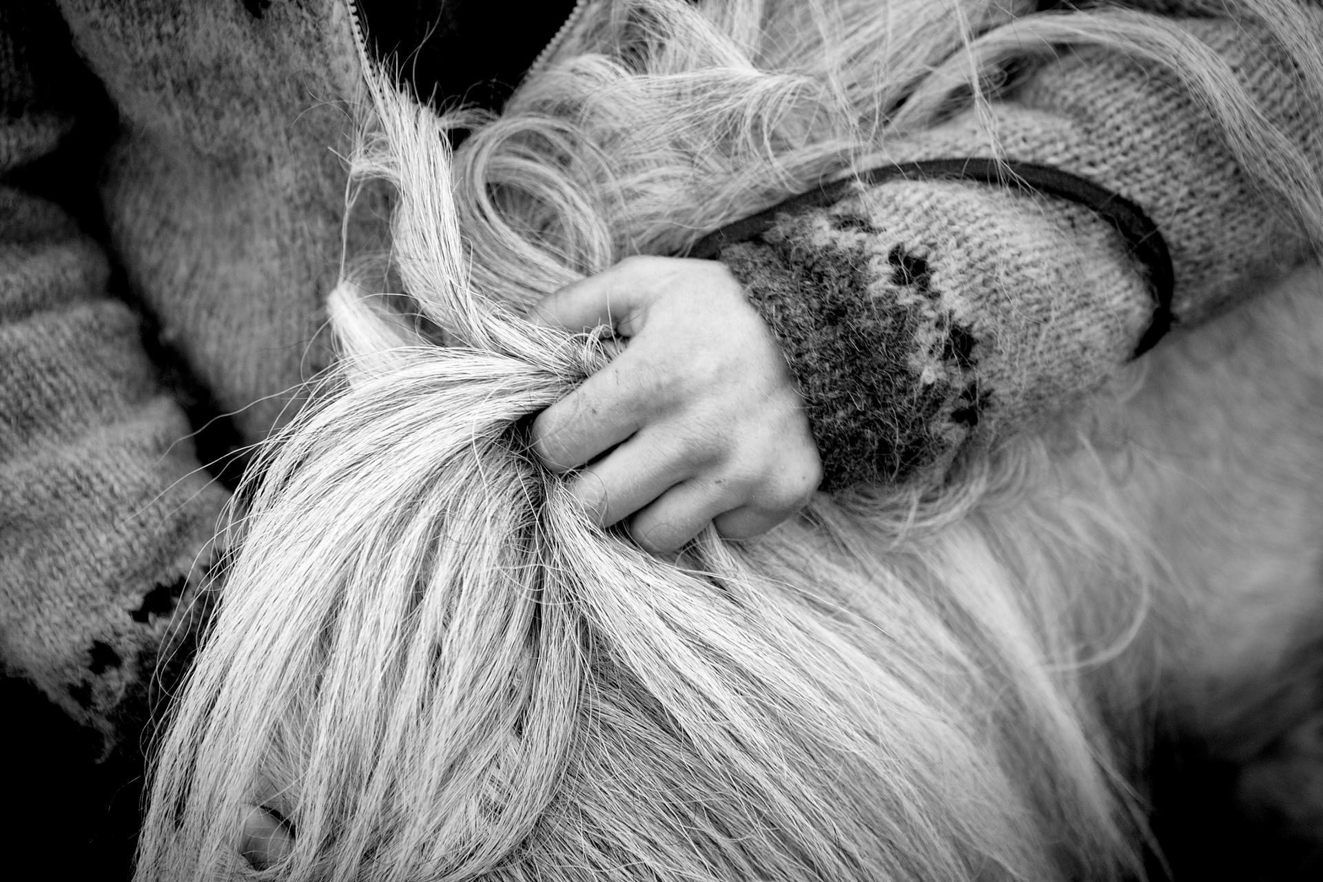 Sheep Farmers Iceland