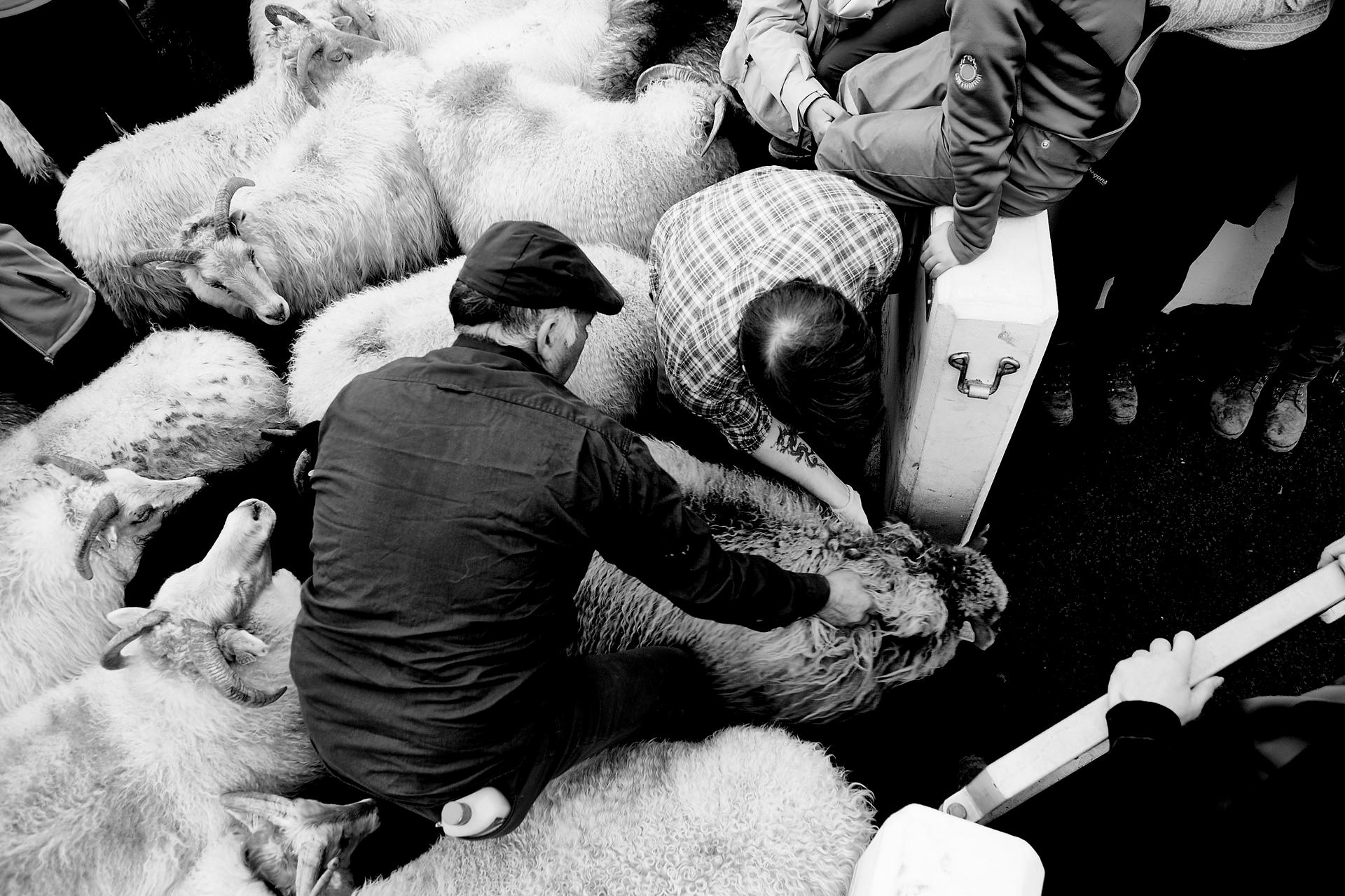 Sheep Farmers Iceland