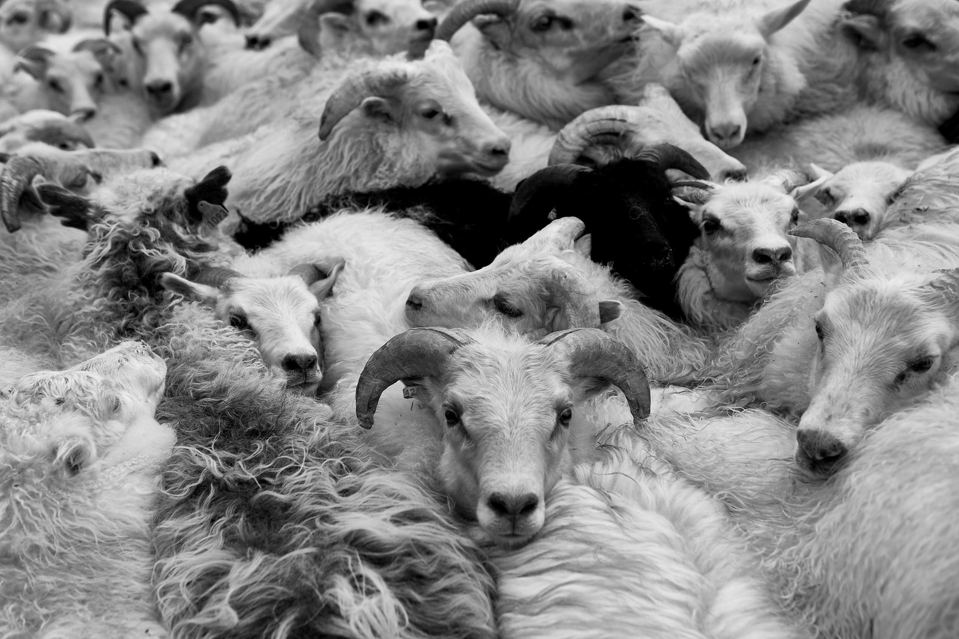 Sheep Farmers Iceland