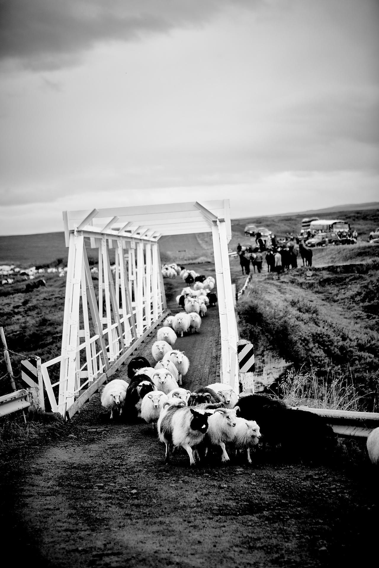 Sheep Farmers Iceland