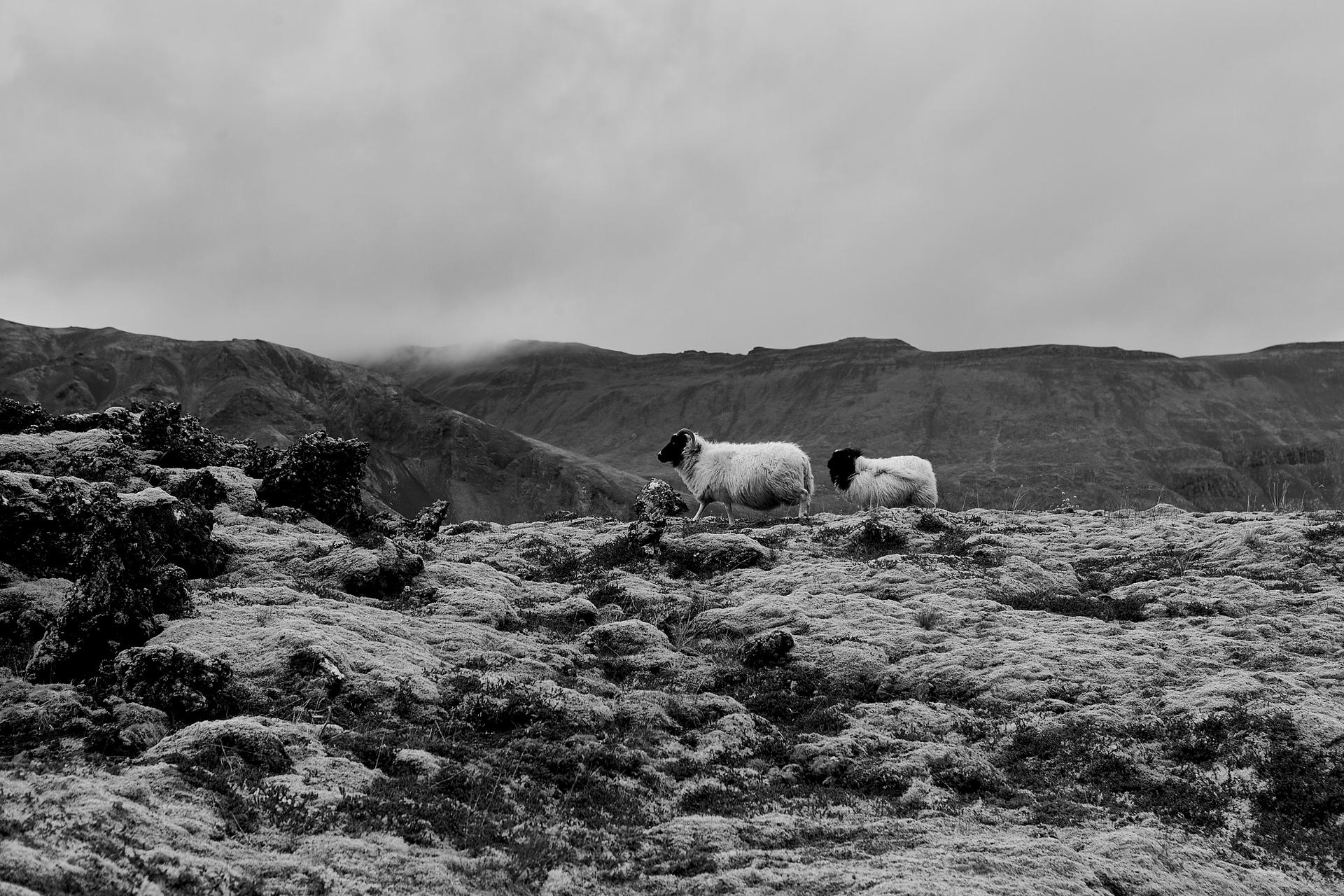 Sheep Farmers Iceland