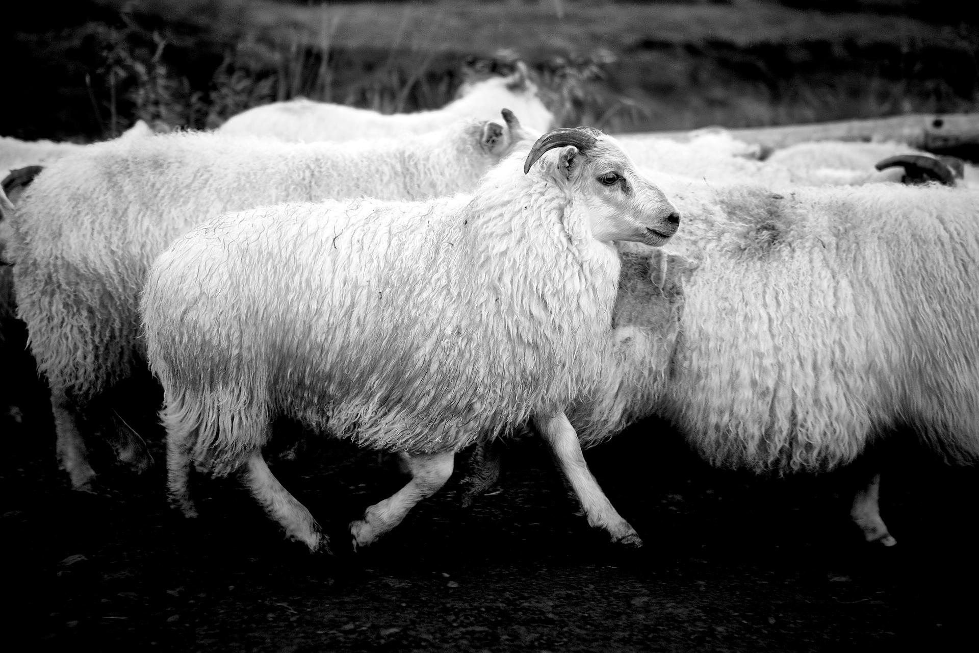 Sheep Farmers Iceland