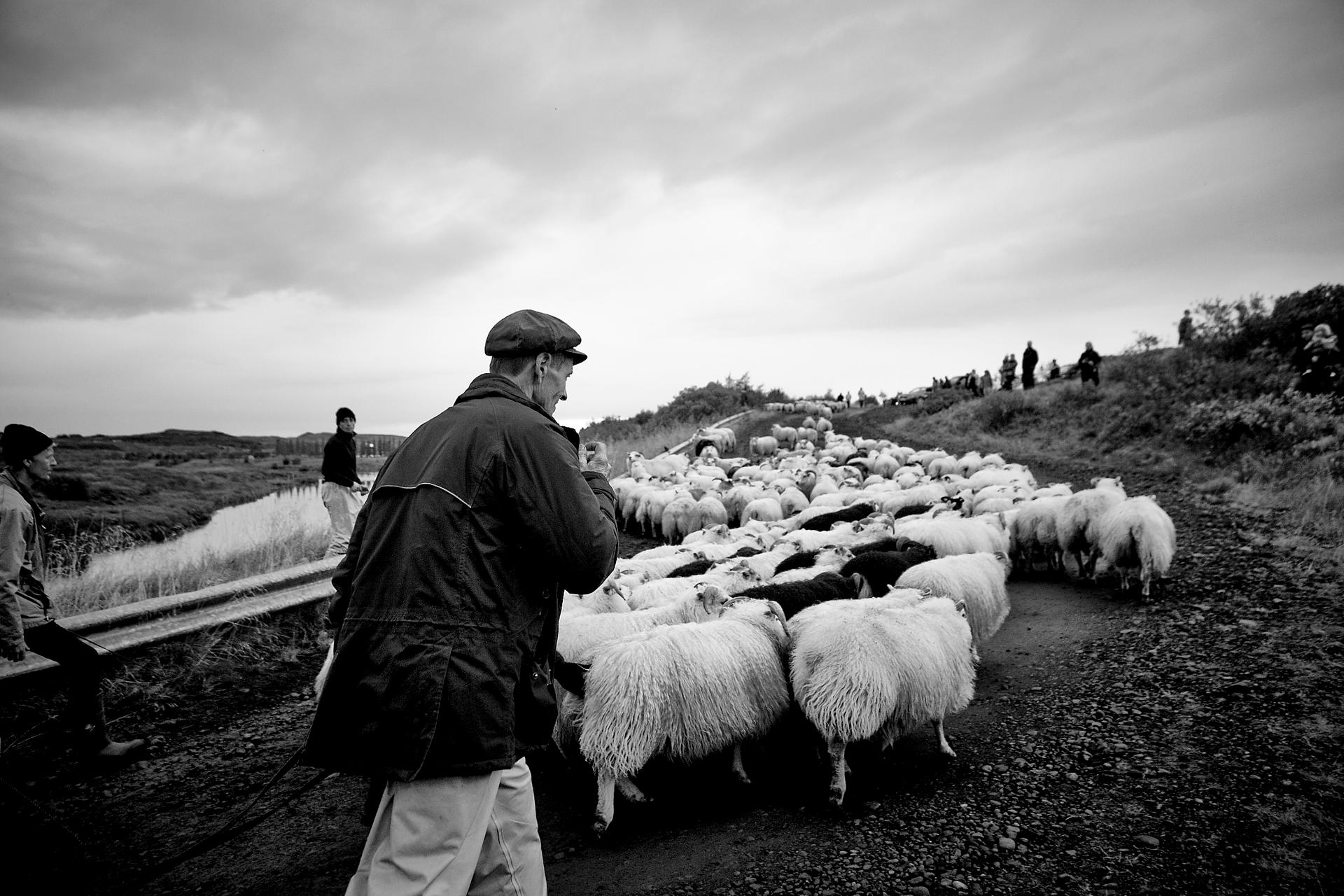 Sheep Farmers Iceland