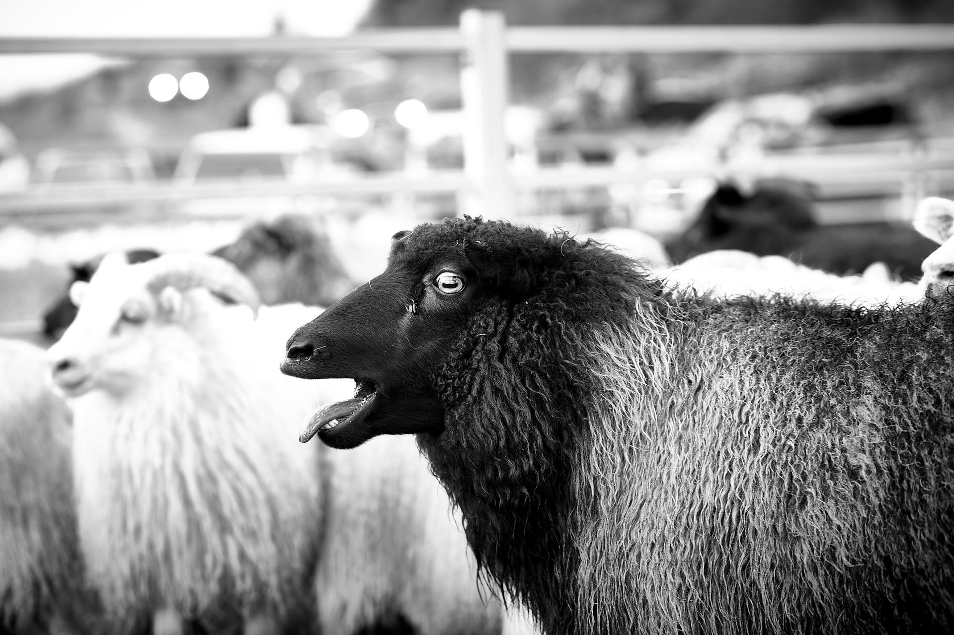 Sheep Farmers Iceland