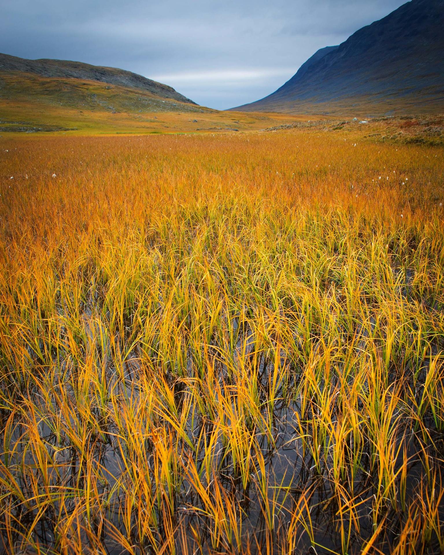 Sarek