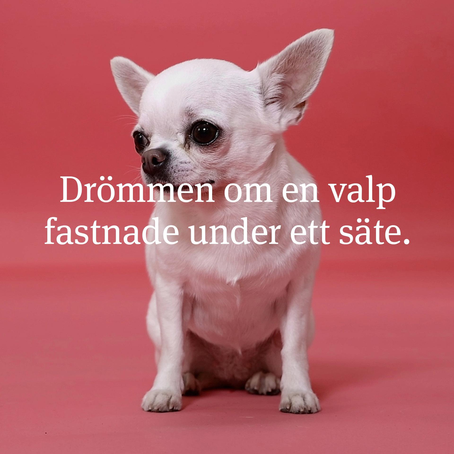 Smuggelhundarna - Jordbruksverkets kampanj mot hundsmuggling.