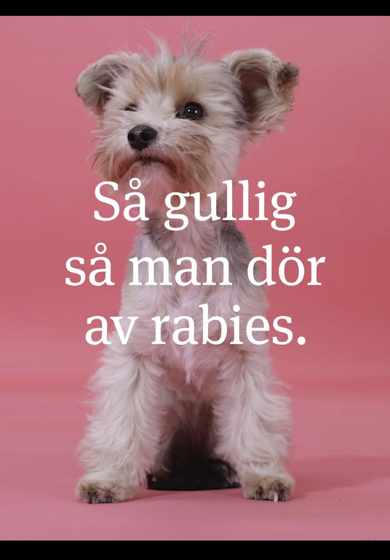 Smuggelhundarna - Jordbruksverkets kampanj mot hundsmuggling.