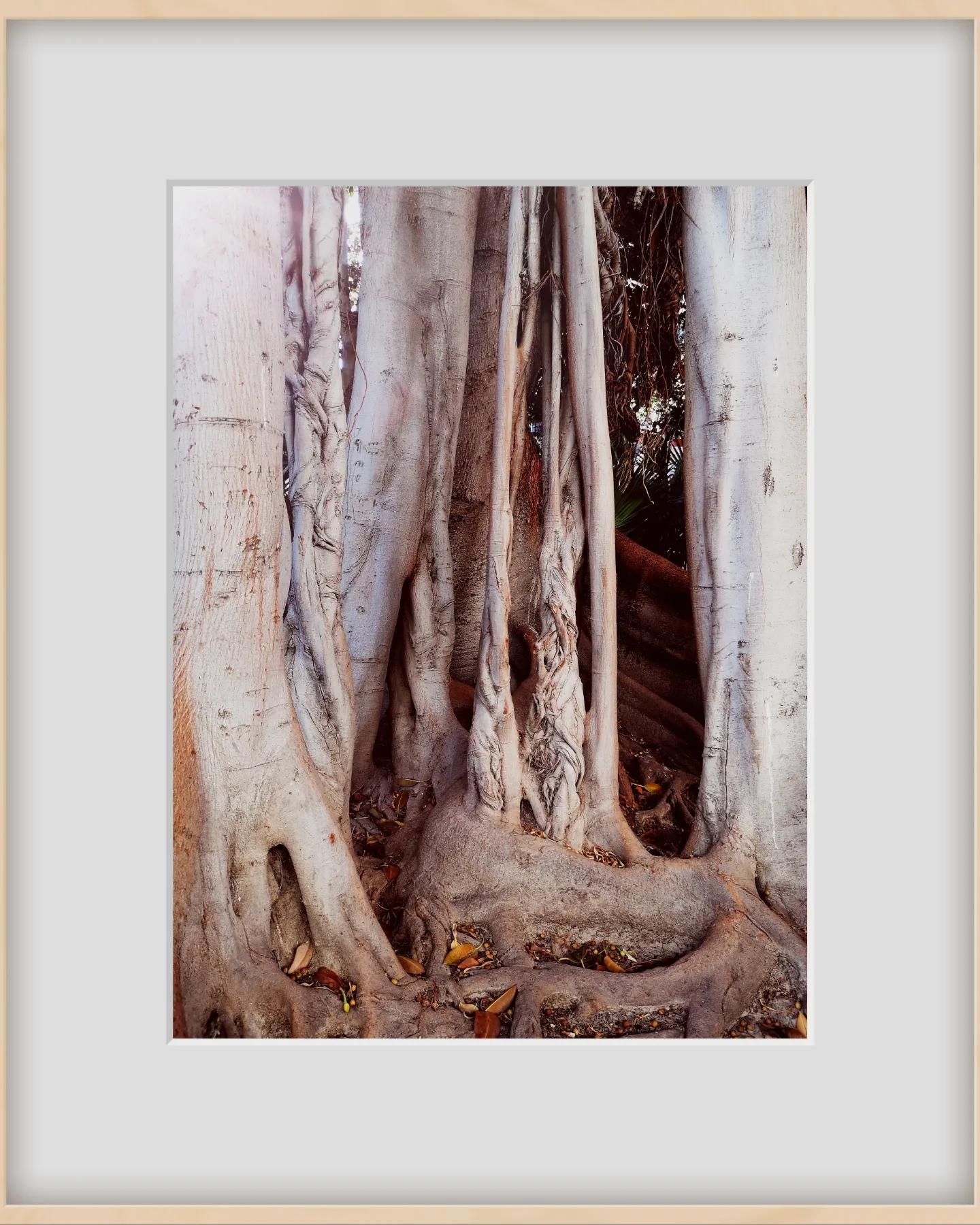 MOBILGRAPHY - OLD TREES