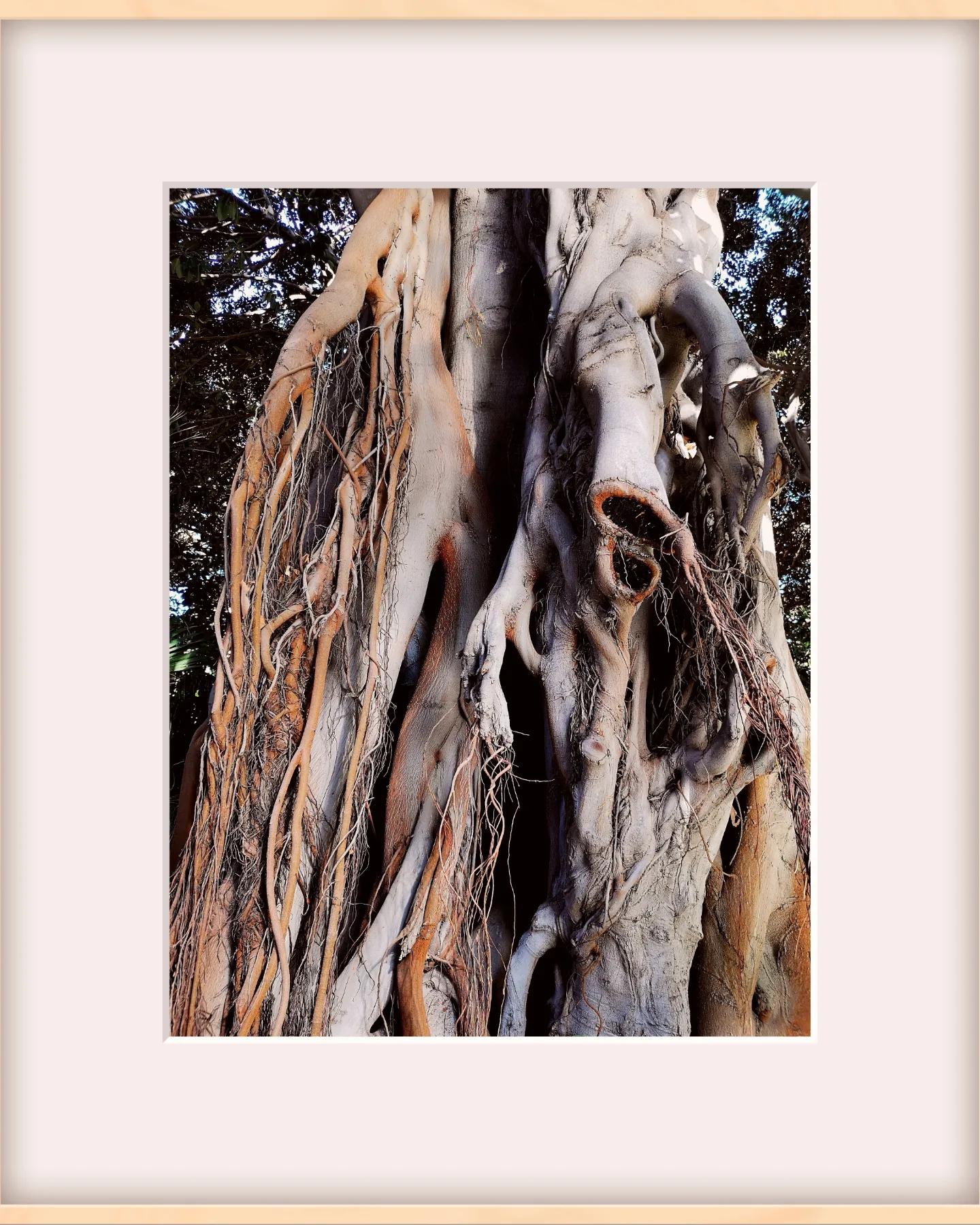 MOBILGRAPHY - OLD TREES