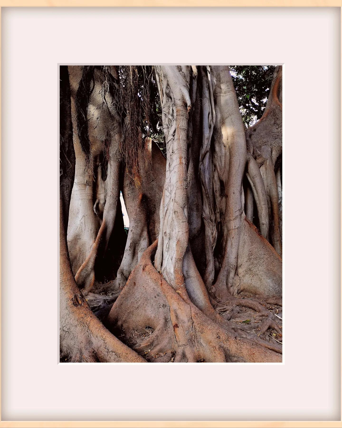 MOBILGRAPHY - OLD TREES
