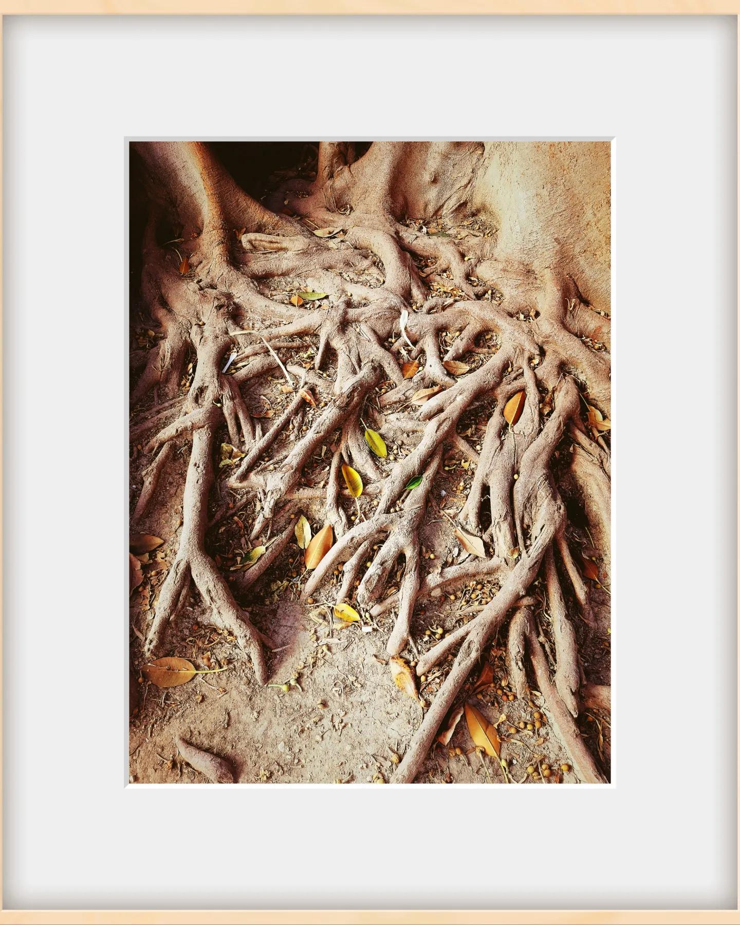 MOBILGRAPHY - OLD TREES