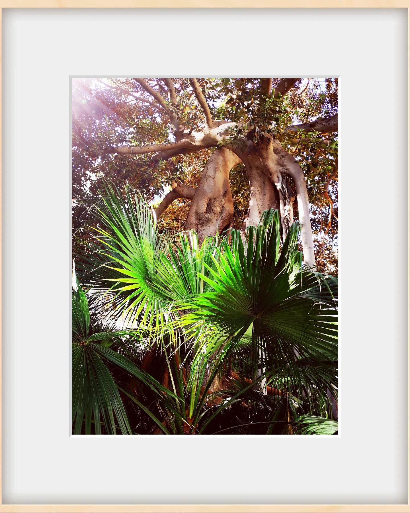 MOBILGRAPHY - OLD TREES
