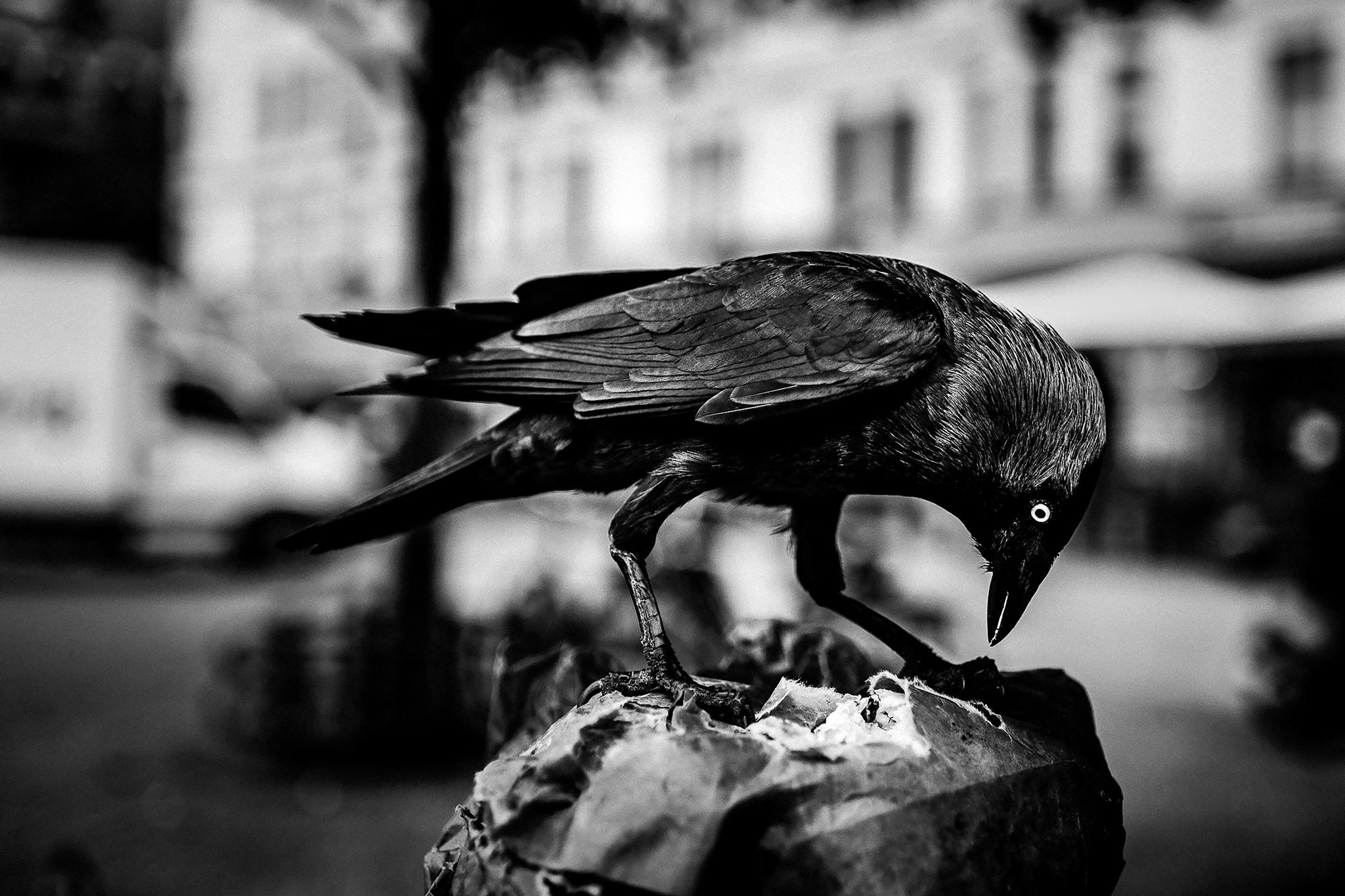 Steg – en vandring i människans natur