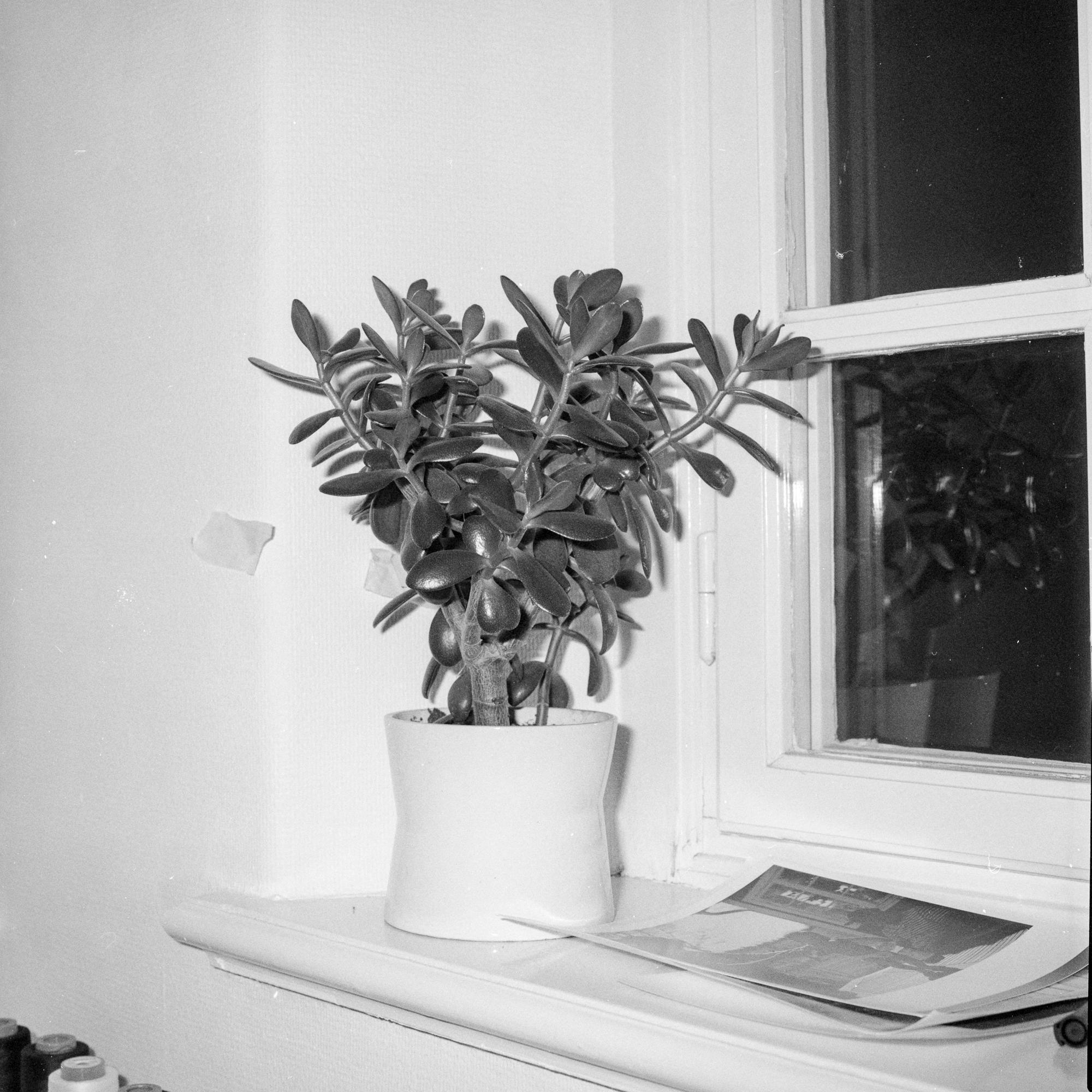 Vinter, Uppsala