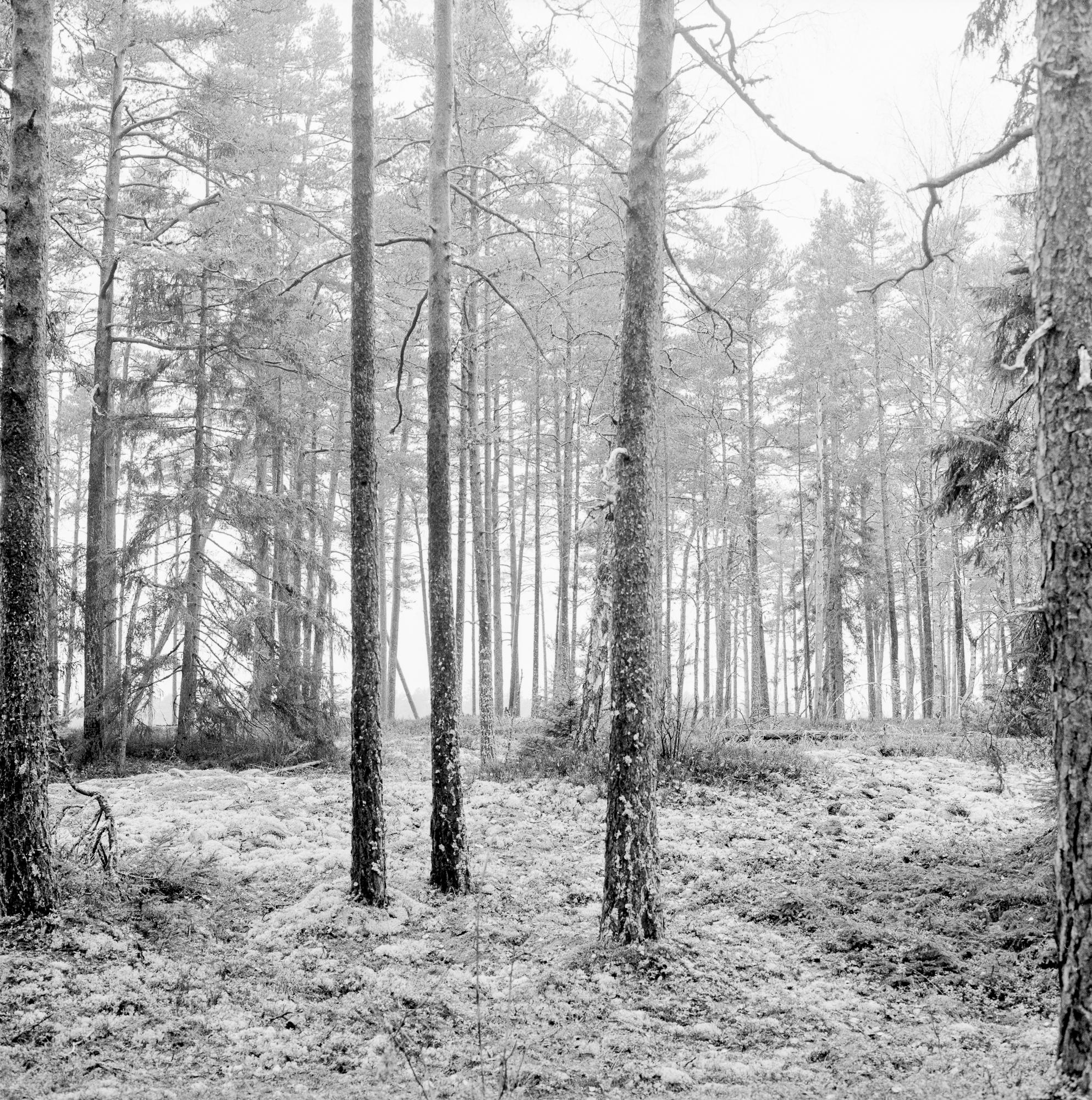 Vinter, Uppsala